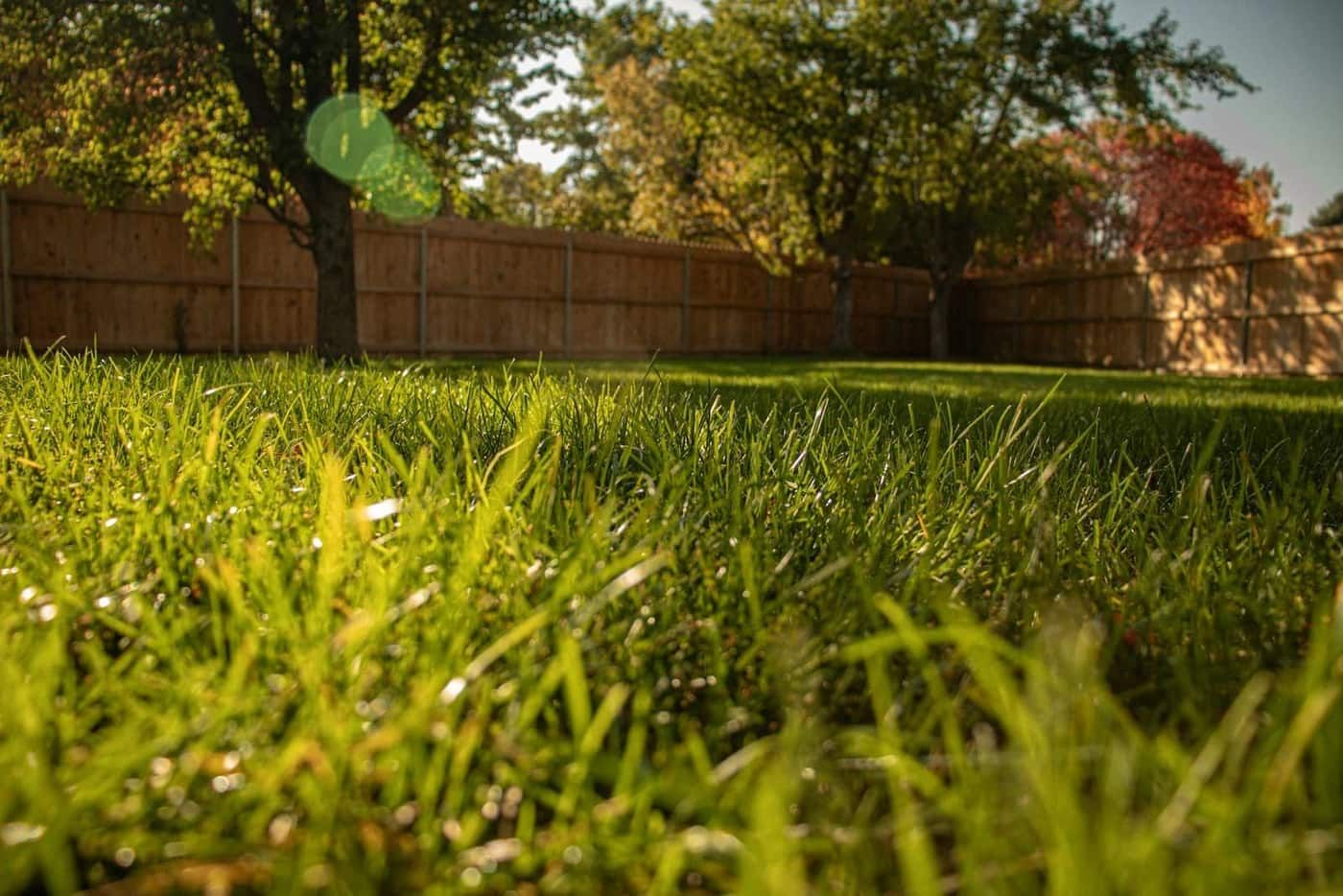 Full Backyard Landscape Redesign